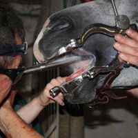 Behandlung von Pferden | Tierarztpraxis Dr. Stefan Burkert in Bad Griesbach