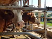 Behandlung von Rindern | Tierarztpraxis Dr. Stefan Burkert in Bad Griesbach