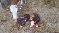 Behandlung von Rindern | Tierarztpraxis Dr. Stefan Burkert in Bad Griesbach