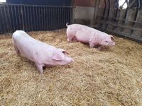 Behandlung von Schweinen | Tierarztpraxis Dr. Stefan Burkert in Bad Griesbach