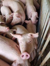 Behandlung von Schweinen | Tierarztpraxis Dr. Stefan Burkert in Bad Griesbach